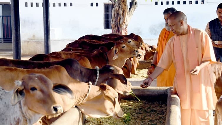 गोवंश संरक्षण को आर्थिक मजबूती, योगी सरकार में मंडी परिषद का बजट 15 गुना पार