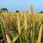 Coarse Grains