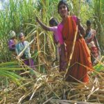 Sugarcane