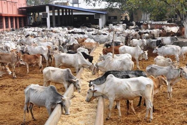 Cow shelter