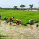 Farmers