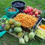 Fruits-Vegetables