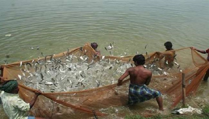 Fish Farming