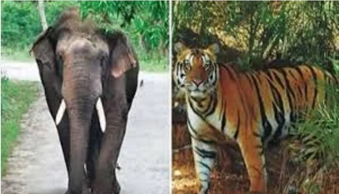 Project Tiger and Project Elephant