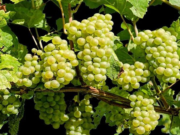 Grapes