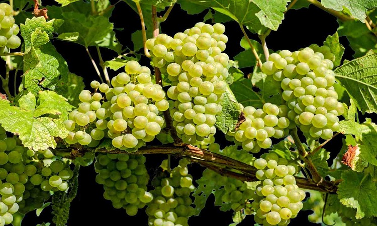 Grapes