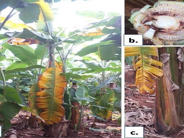 Banana Crops