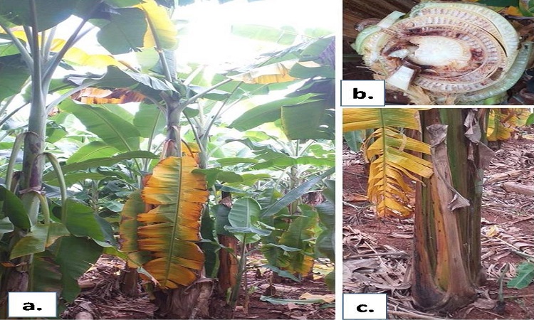 Banana Crops