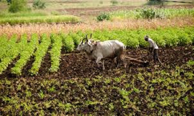 natural farming