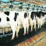 Animal Husbandry and Dairy Development Dept