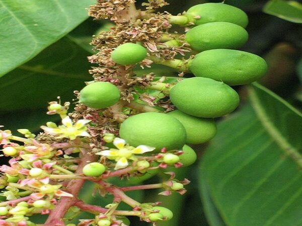 Mango Blossoms