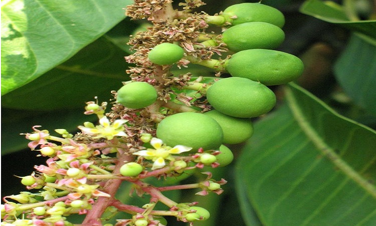 Mango Blossoms