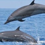 Dolphins
