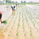 Sow paddy like wheat, cost will be reduced