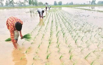 Sow paddy like wheat, cost will be reduced