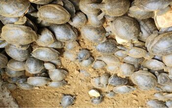 Turtles