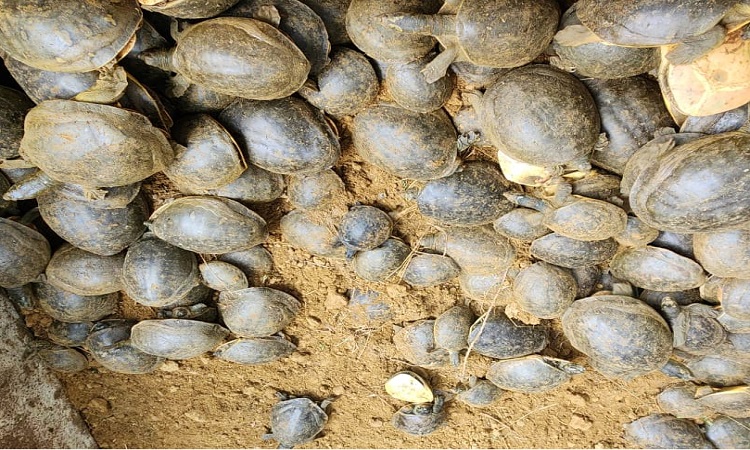 Turtles