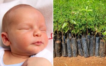 Sapling