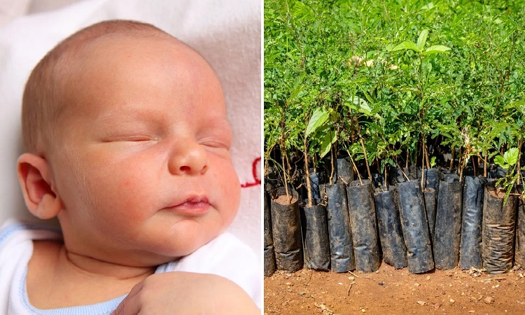 Sapling