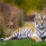 Tiger friends