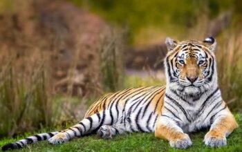 Tiger friends