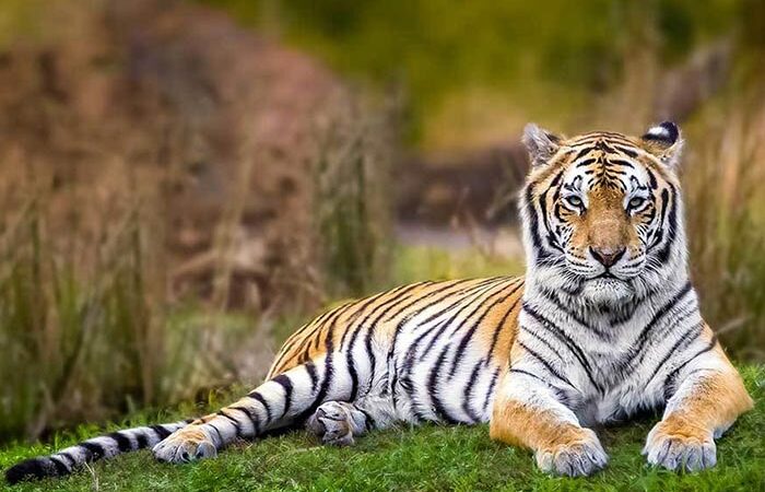Tiger friends