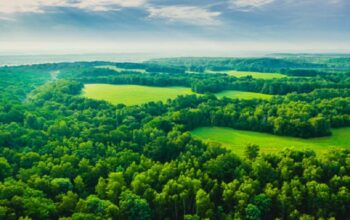 forest land