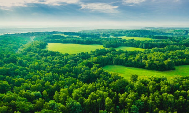 forest land
