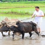 CM Dhami planted paddy in Khatima