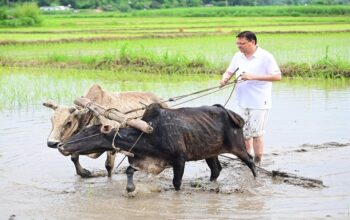 CM Dhami planted paddy in Khatima