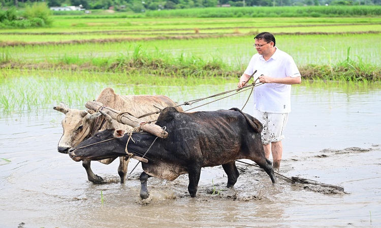 CM Dhami planted paddy in Khatima