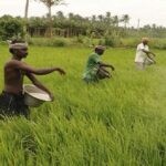 Fertilizer