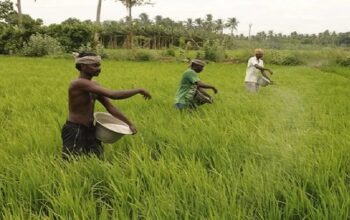 Fertilizer