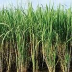 Sugarcane