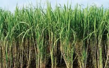 Sugarcane