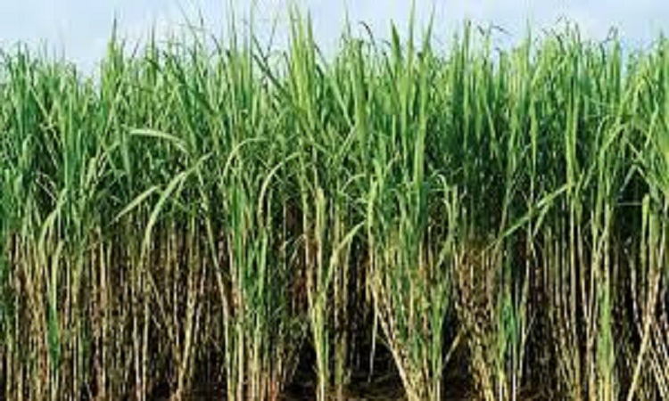 Sugarcane