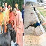 CM Yogi pampered Bhavani-Bholu, fed jaggery to Punj