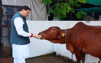CM Dhami worshiped the cow on the occasion of Govardhan Puja.
