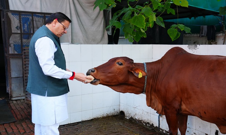 CM Dhami worshiped the cow on the occasion of Govardhan Puja.