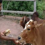 गाय को भूलकर भी न खिलाएं ये चीजें, वरना हो जाएंगे पाप के भागीदार