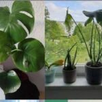 पौधे को यहां रखने की न करें भूल, होती है धन हानि