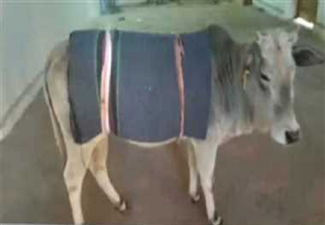 Cow