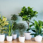 घर में न लगाएं ये 5 पौधे, आती है आर्थिक तंगी!