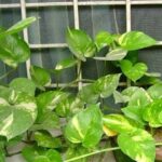 मनी प्लांट लगाते समय न करें ऐसी गलती, हो सकता है बड़ा अनर्थ