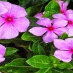 शुगर लेवल को कंट्रोल में रखता है ये फूल