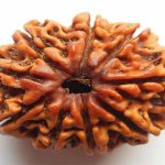 आर्थिक तंगी से मुक्ति दिलाएगा ये रुद्राक्ष, जानें और भी फायदे