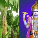 इस तरह करें केले के पेड़ की पूजा, सभी परेशानियां हो जाएंगी दूर
