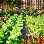 घर पर ही उगाएं सब्जियां, ठंड में नहीं निकलना पड़ेगा बाहर