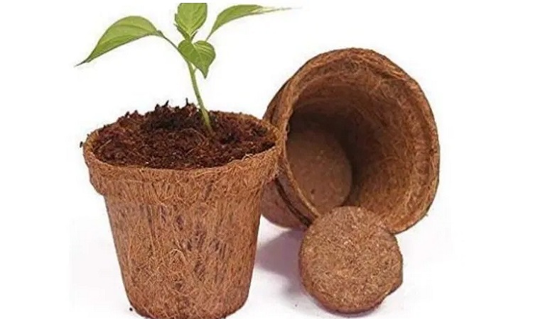 cow dung pot