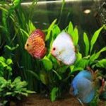 इस दिशा में एक्वेरियम रखें, दाम्पत्य जीवन में आएगी बहार